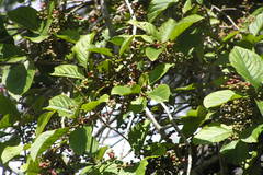 Embelia tsjeriam-cottam